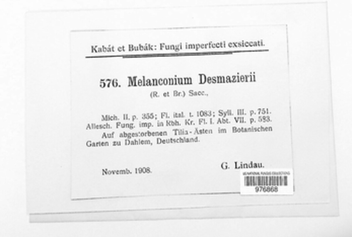 Lamproconium desmazieri image